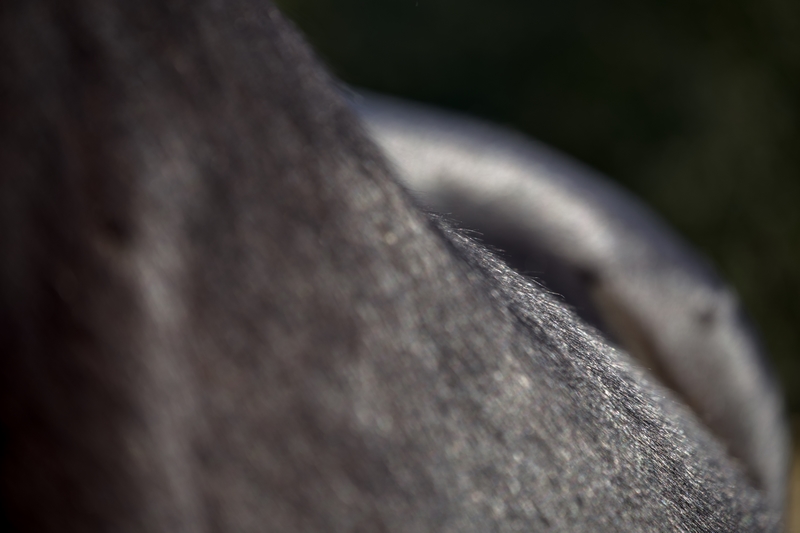 Portrait animal 3